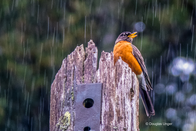 Singing In The Rain Powell River, BC, Canada