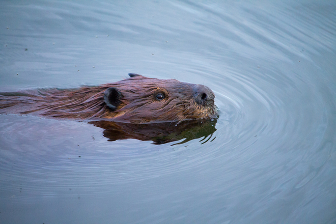 Beaver swimming by Sudbury, ON