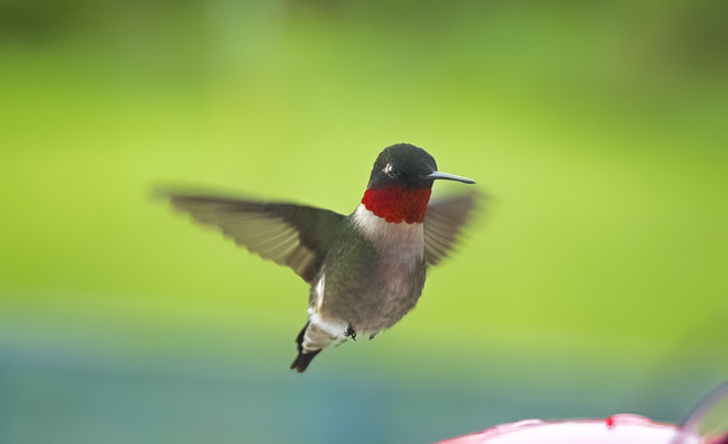 Ruby-Throated Hummingbirds Port Elmsley, ON