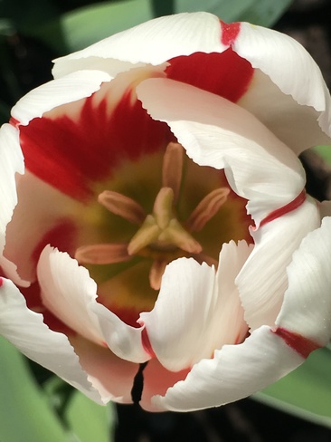 Canada Day 150 Tulips. Unnamed Road, Algoma, Unorganized, North Part, ON P0S, Canada