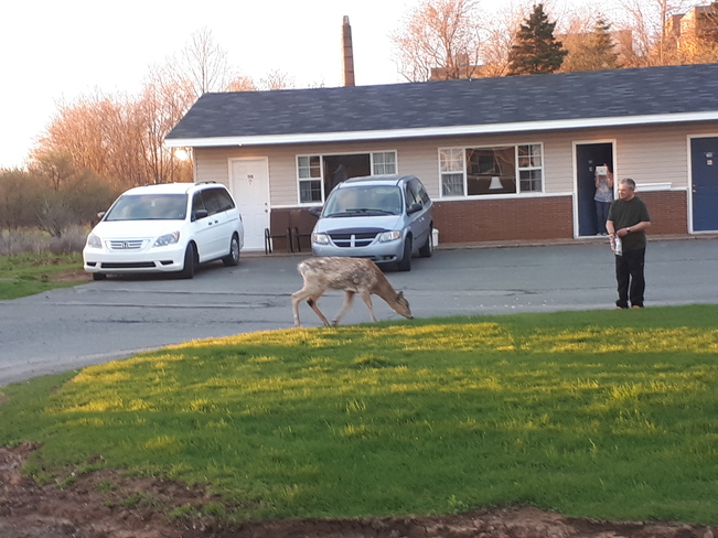 Evening Visitors outside our Motel. 73 Park St, New Glasgow, NS B2H 5B7, Canada