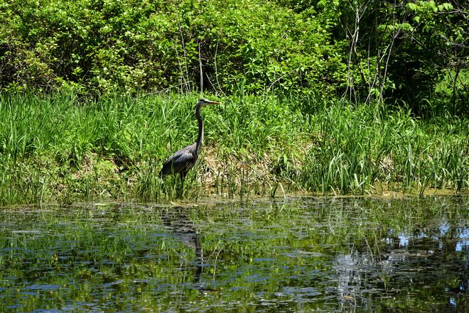 Blue Heron Dows Lake, Ottawa Division, ON
