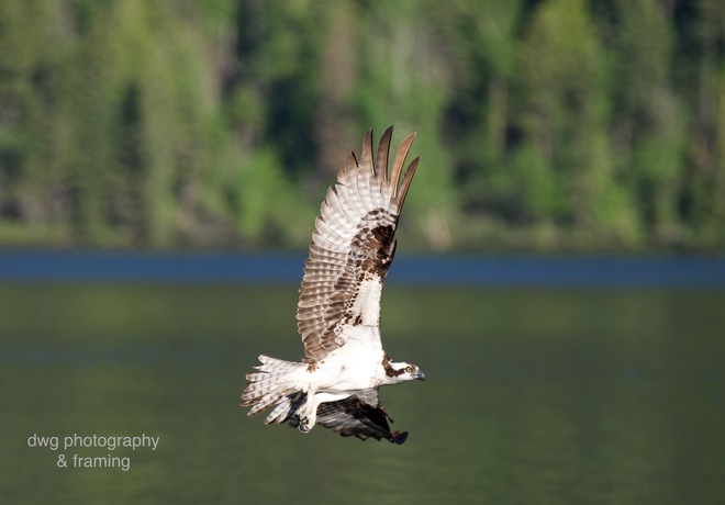 Osprey, Bald Eagle Kamloops B.C.