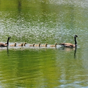 A family Goose