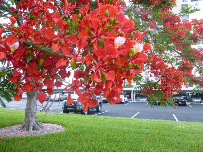 great tree Saint Pete Beach, FL, United States