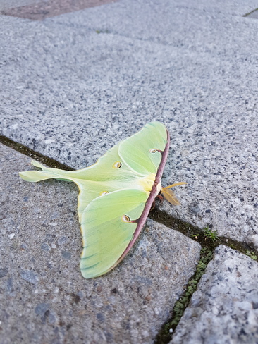 Luna Moth Kingston, ON
