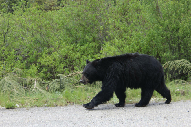 Black Bear Banff, Alberta, CA
