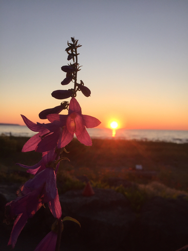 Flowers and a sunset Wasaga Beach, Ontario, CA