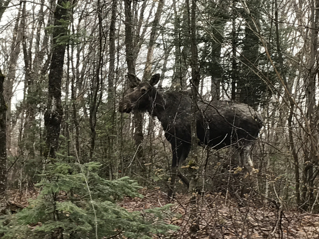 Moose in Algonquin Algonquin, Ontario, CA