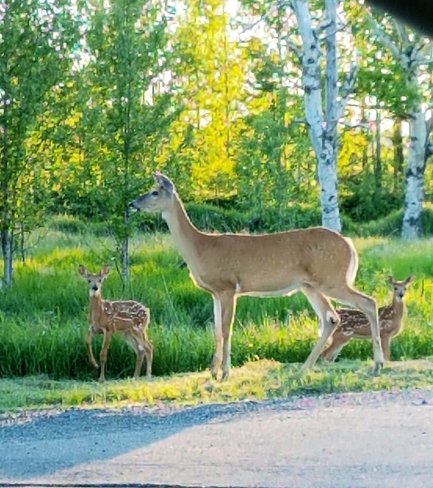 Mother and babies Thunder Bay, ON