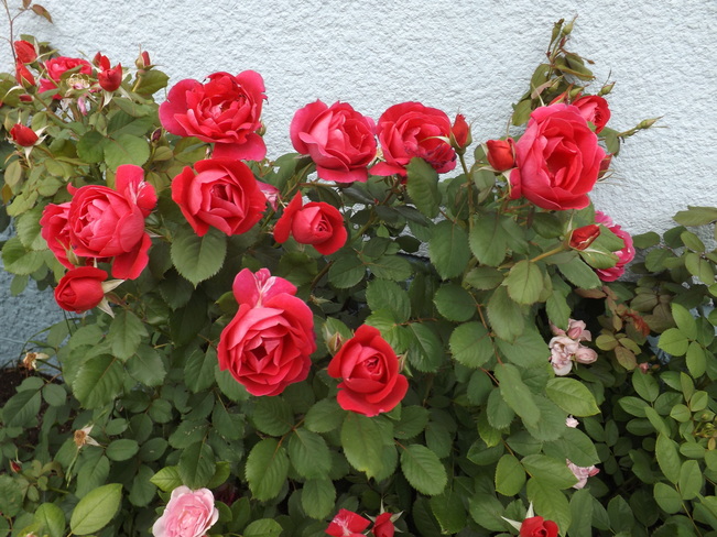 Beatuiful roses from my garden Winnipeg, MB