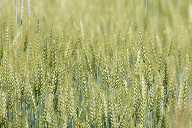 Wheat Ontario