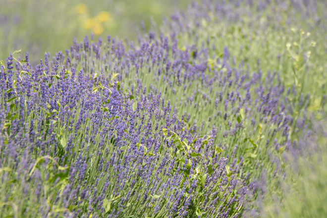 Lavender Ontario
