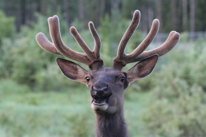 Bull Elk Prince Albert National Park, SK