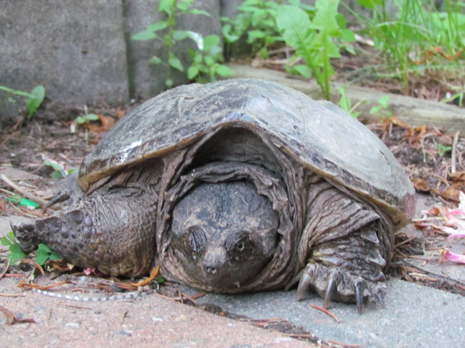 The Lost Snapping Turtle Belleville, ON