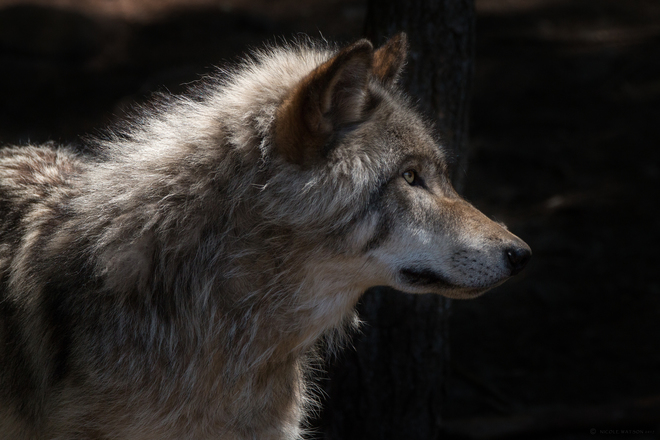 Gray Wolf aka Timber Wolf Montebello, QC