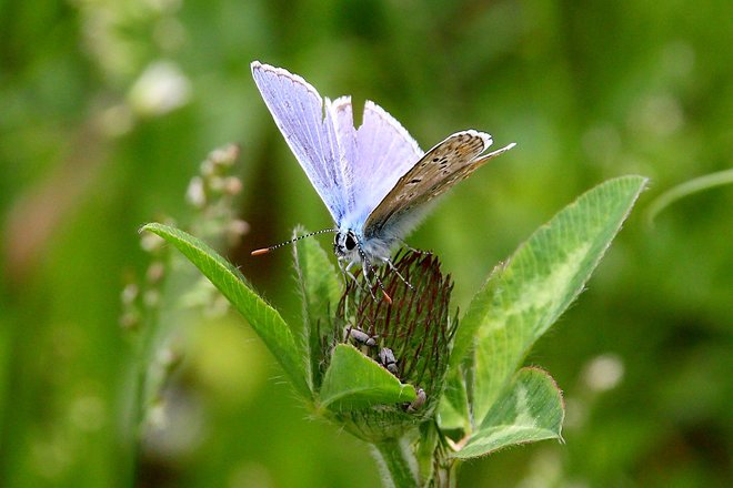 Papillon bleue Terrebonne, QC