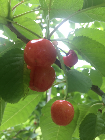Cherries South Stormont, Ontario | K0C 1M0