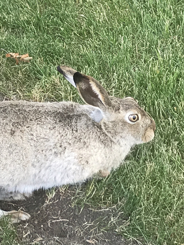 Cool rabbit Edmonton, Alberta, CA