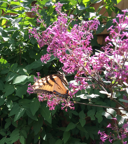 Beautiful butterfly Stouffville, Ontario, CA