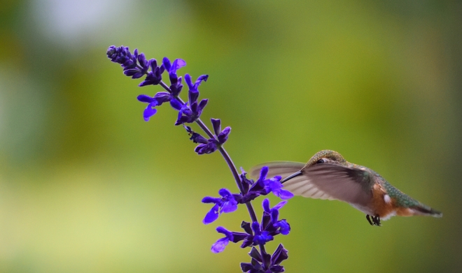 Hummingbird* Nanaimo BC