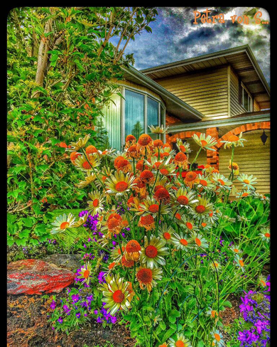 Beautiful home, AND garden ! Edmonton, Alberta, CA