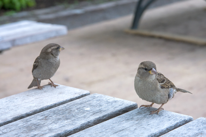 2 Oiseaux sur table de picnic Vieux-Port de Montréal, Montréal, QC