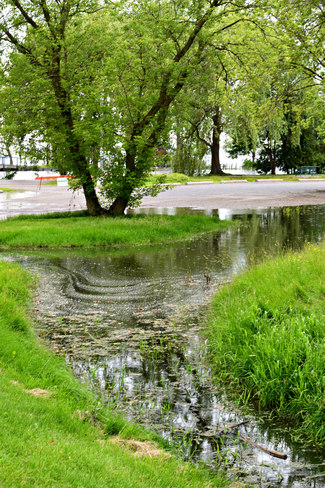 Flooding turtle pond Belleville Belleville, ON