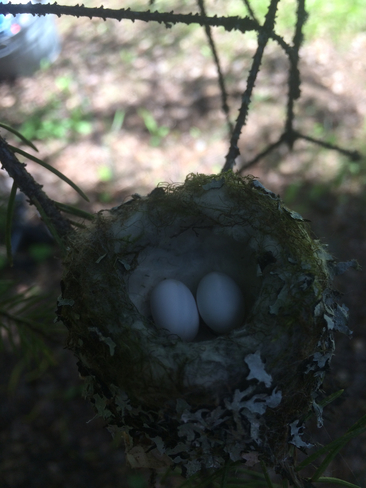 Humming bird eggs from bobtail lake B.C. Prince George, British Columbia, CA