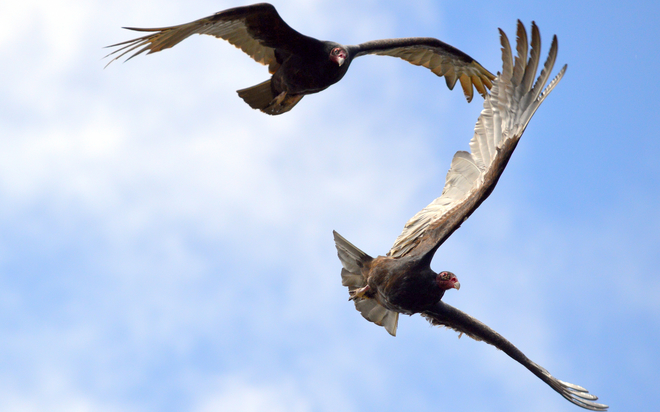 Turkey Vultures Georgetown, Ontario, CA
