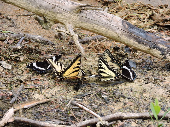 Famille de papillons Parc National de la Mauricie, Saint-Mathieu-du-Parc, QC