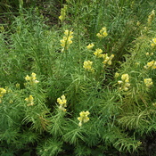 Petite fleurs jaune