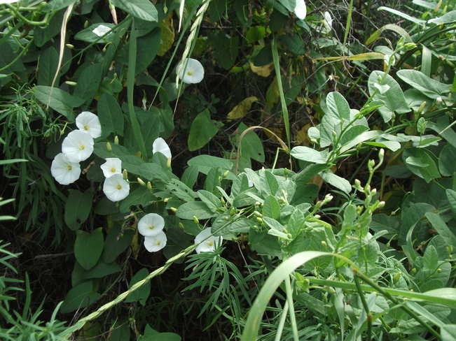 Petite fleurs blanche Laval, QC
