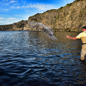Throwing The Net For Capelin