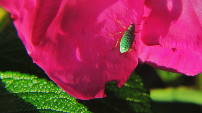 visiteur dans les roses Chambord, QC