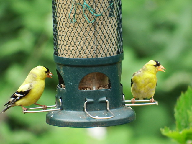 American Goldfinch Chilliwack, BC