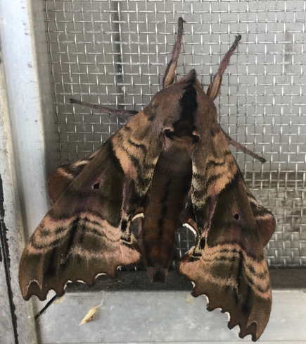 Moth Thamesford, Ontario, CA