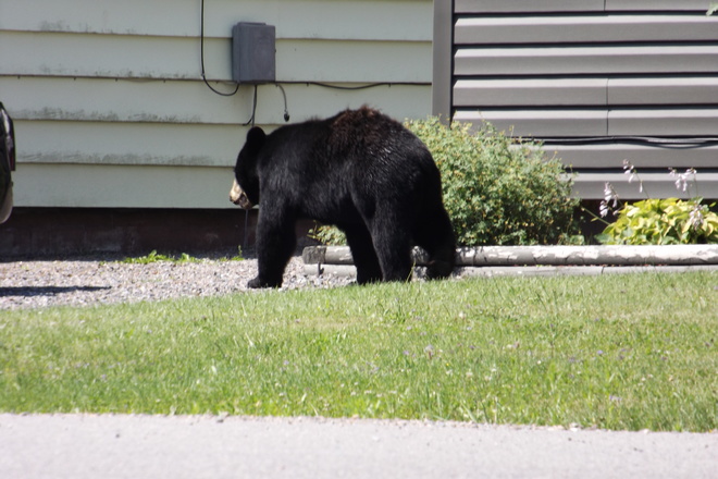 Bear shot-via camera -On Manitou Drive in Sault Ste Marie on July 20, 2017 Sault Ste. Marie, ON