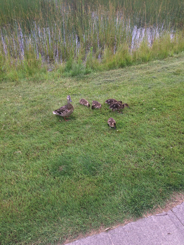 Duck family Thunder Bay, Ontario, CA