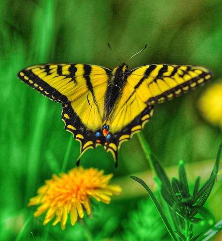 butterflies Drayton Valley, AB