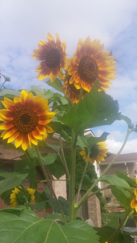 sunflower Windsor, ON