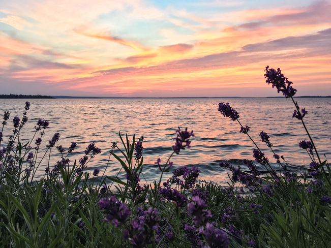 Lavender and sunset orange. Victoria Harbour, Ontario, CA