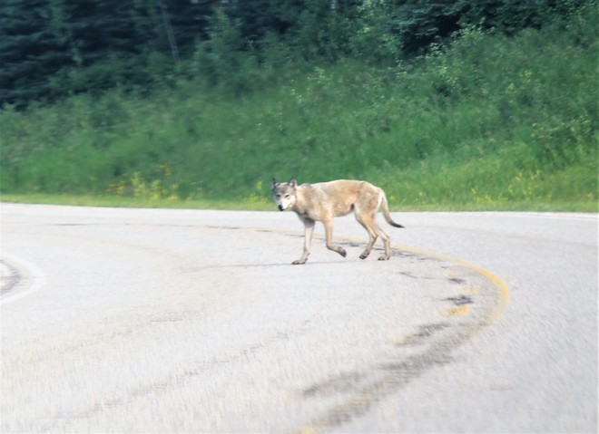 Wolf in Riding Mountain National Park 2 MB-10, Wasagaming, MB R0J 2H0, Canada