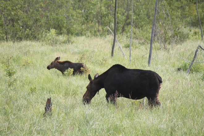 Momma moose with baby 2 MB-10, Wasagaming, MB R0J 2H0, Canada