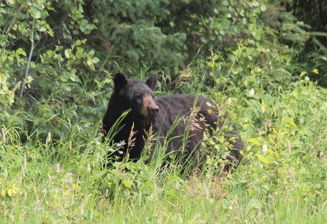 bears in riding mountain 2 MB-10, Wasagaming, MB R0J 2H0, Canada