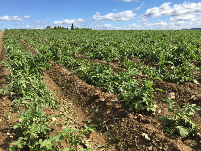 Destroyed potato crops from wind & hail Lake Edward, New Brunswick, CA