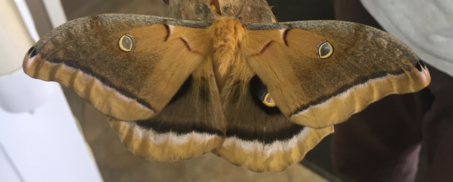 Mammoth moth West Montrose, Ontario, CA