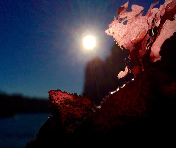Sunlight through sea life- a rose coloured kind of day. Nanaimo, British Columbia, CA
