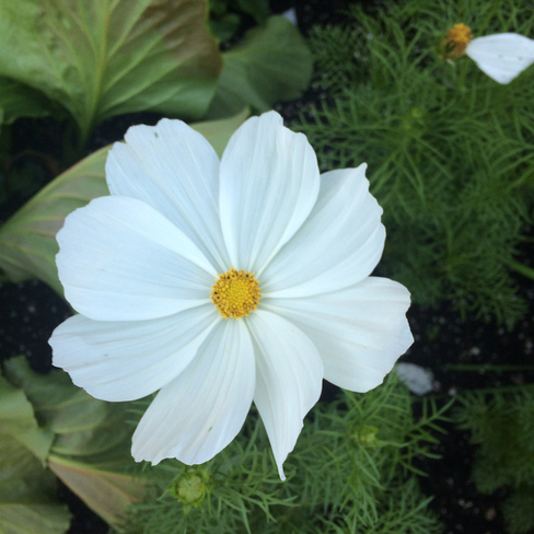 Flowers ðŸŒºðŸŒº Scarborough, Ontario, CA