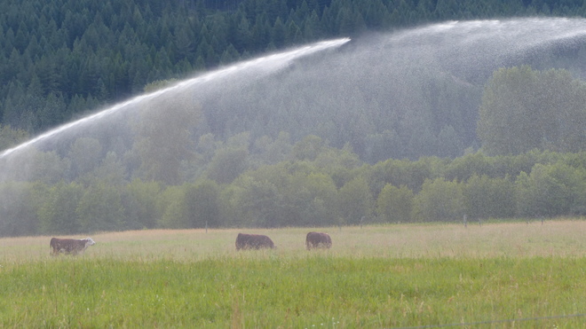 Cows cooling off in the sprinkler Grand Forks, BC
